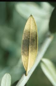 cercosporiosi