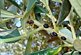 cocciniglia
