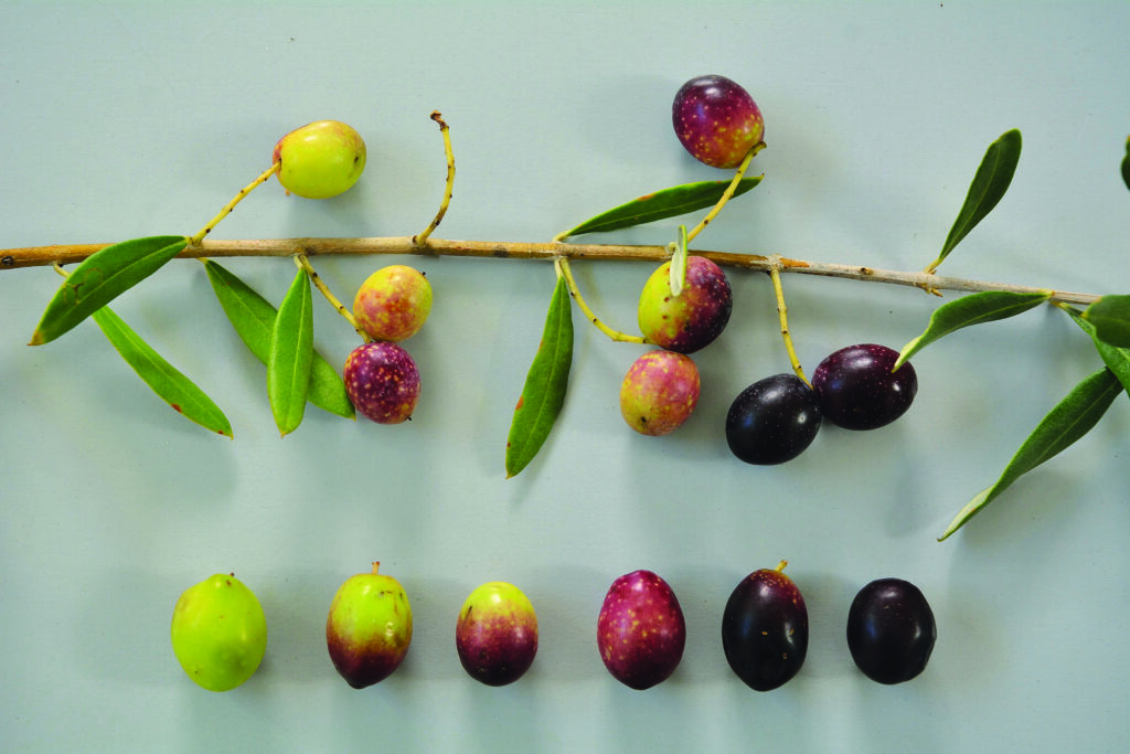 maturazione olive