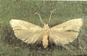 tignola